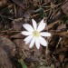 Bloodroot